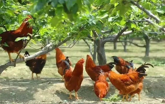 抓住這個風(fēng)口，青龍帶你在農(nóng)村年入20萬不是夢！